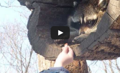 Man hands food to a raccoon