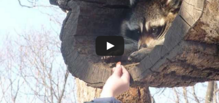 Man hands food to a raccoon - милый енот