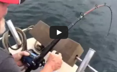 Shark Steals Fish off Fisherman's Line