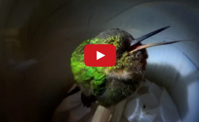 Snoring Hummingbird