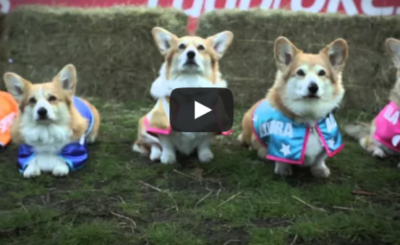 World’s First Corgi Race