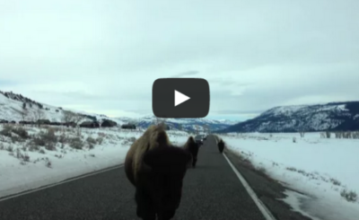 bison hits car