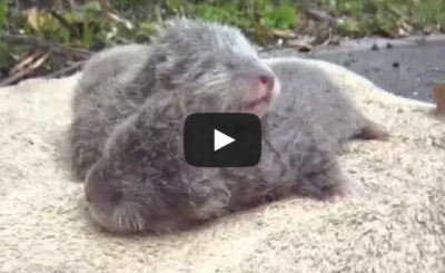 Baby small-clawed otters at a Japanese Zoo