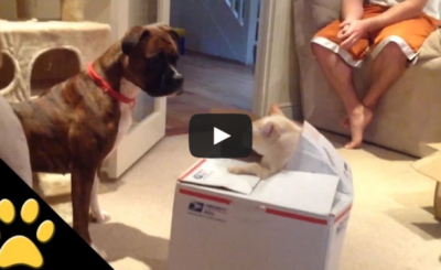 Cat Jumps Out of a Box to Scare the Dog