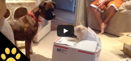 Cat Jumps Out of a Box to Scare the Dog
