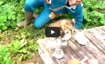 Cat Steals Fish From Fisherman