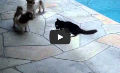 Cat pushes dog into swimming pool