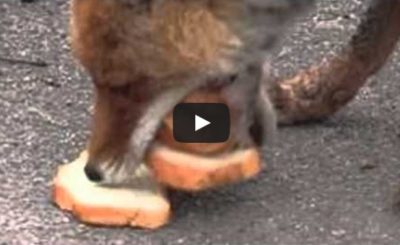 Chernobyl fox makes five-decker sandwich