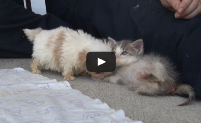 Cutest Rescue Puppy and Kitten Are Best Friends