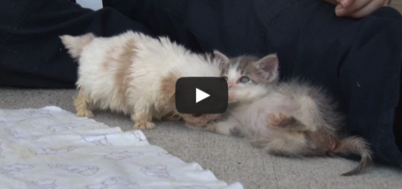 Cutest Rescue Puppy and Kitten Are Best Friends