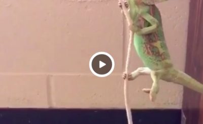 wrecking ball chameleon