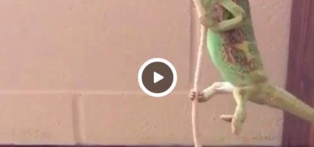 I came in like a wrecking ball - Pablo the Chameleon