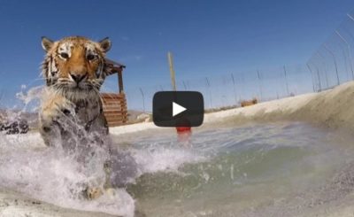 Rescued tigers swim for the first time