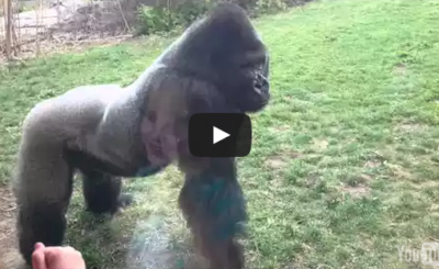 When a Silverback attacks