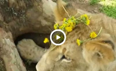 Man puts dandelions on lion's head