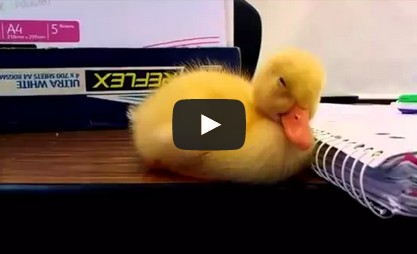 Baby Duck Can't Stay Awake - Duckling Falling Asleep