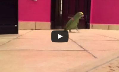 Bird Laughs Like Super-Villain