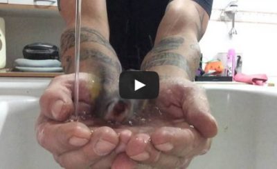 Bird taking a bath in owner's hands