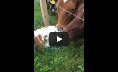 Bulldog meets bull!