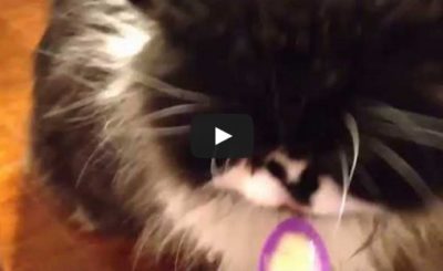 Cat Gets a BRAIN FREEZE!!