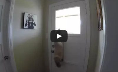 Cat figures out clever way to look outside