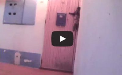 Cat rings doorbell