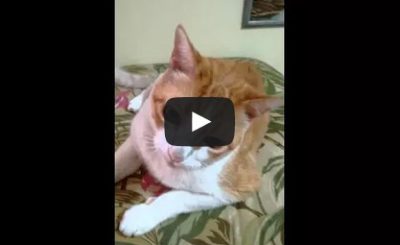 Cat sings If you're happy and you know it