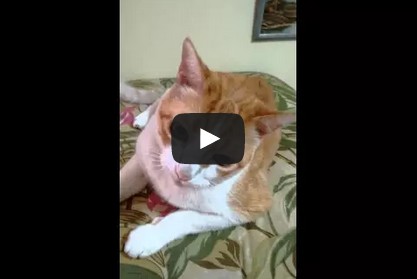 Cat sings "If you're happy and you know it" - O Gato que Canta