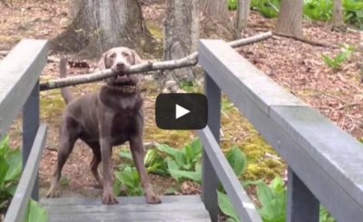 Dog Thinks Through A Problem