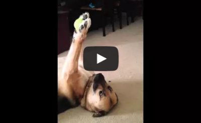 Dog shows off unbelievable ball handling skills