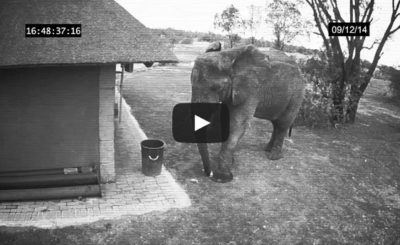 Elephant caught on CCTV cleaning up the trash