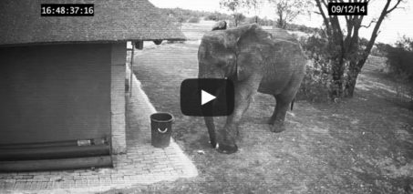 Elephant caught on CCTV cleaning up the trash