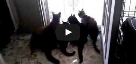 Five scaredy cats running away from the screen door