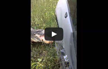 Gator vs Truck