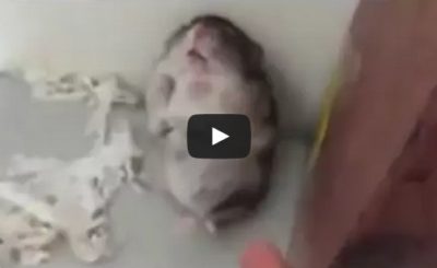 Hamster plays dead after pretending to be shot