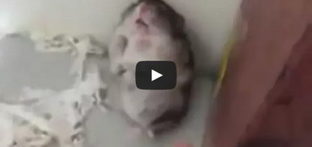 Hamster plays dead after pretending to be shot