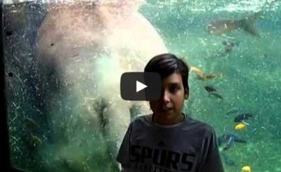 Hippo poops behind boy in tank