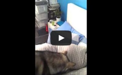 How to Wake up Someone with A Laser Pointer and A Dog