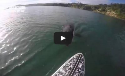 Luke Reilly stand-up paddle boarding orca