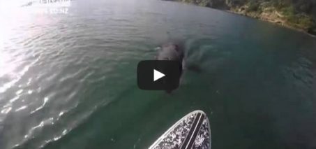 Luke Reilly was stand-up paddle boarding when an orca..