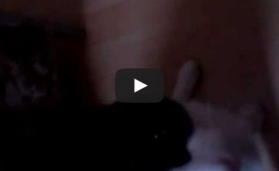 Merlin the loudest purring cat in the world?