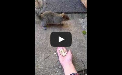 My first attempt at trying to love a squirrel