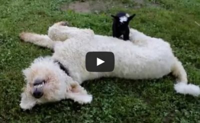 Newborn Goat tries to cross over Dog