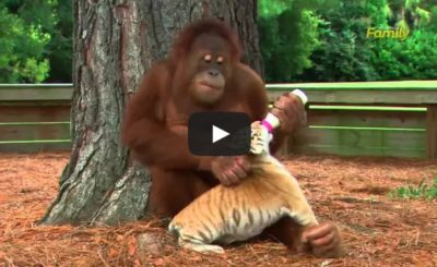 Orangutan Babysits Tiger Cubs