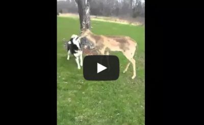 Siberian Husky Dogs Play with Wild Deer