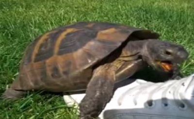 Taylor Swift - I Knew You Were Trouble TURTLE VERSION