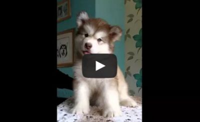 Teikota puppy - Alaskan malamute