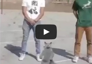 White boys and cat dancing to B.O.B We still in this b*tch