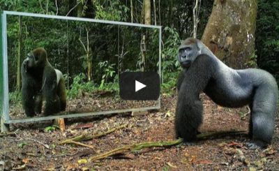 Animals in Mirrors Hilarious Reactions