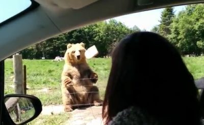 Awesome catch by the bear